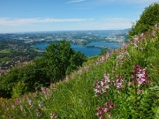 28 'Frassinella' in piena fioritura....